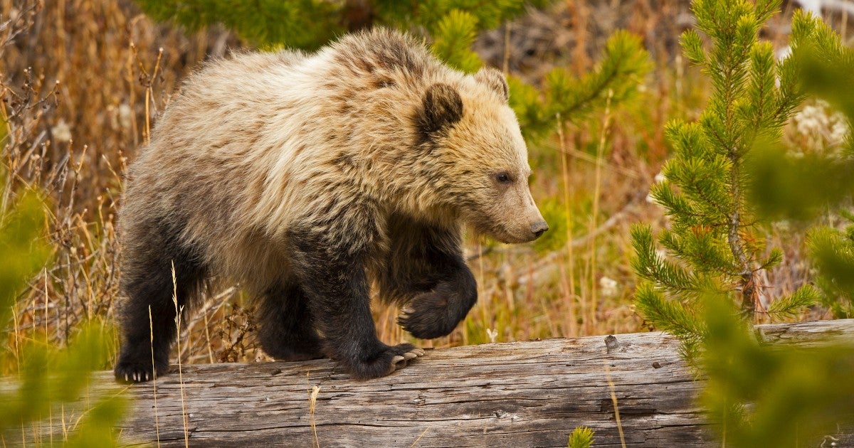 Breaking news: U S says grizzly bears should remain protected under