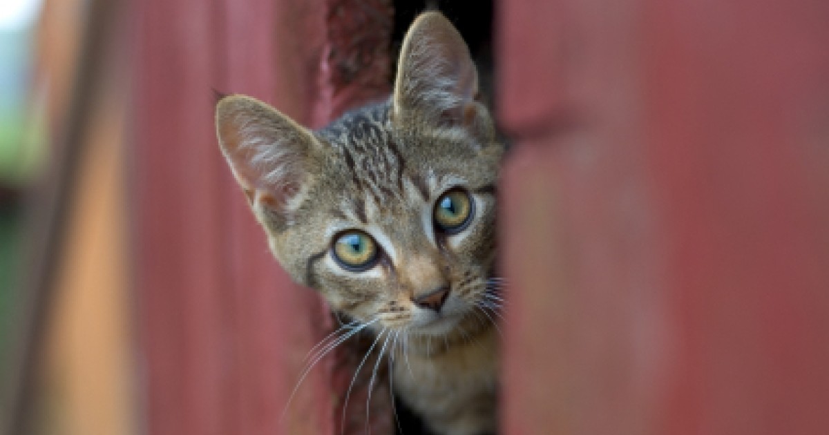 Pathbreaking DC Cat Count project would help humanely manage outdoor ...