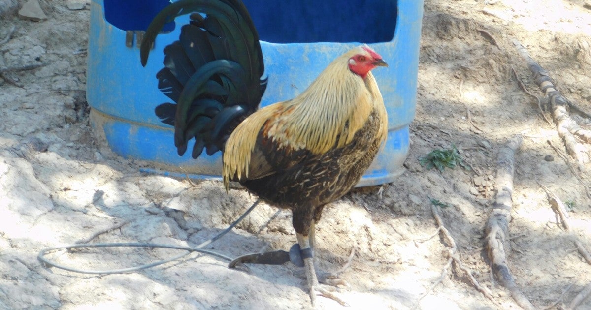 Breaking news: Department of Justice defends federal cockfighting ban in Puerto Rico, Guam