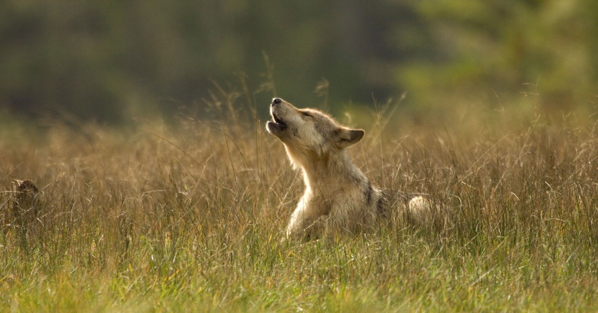 Hibernating Wolves Urgent alert: Help stop cruel hunting methods in Alaska, like killing ...