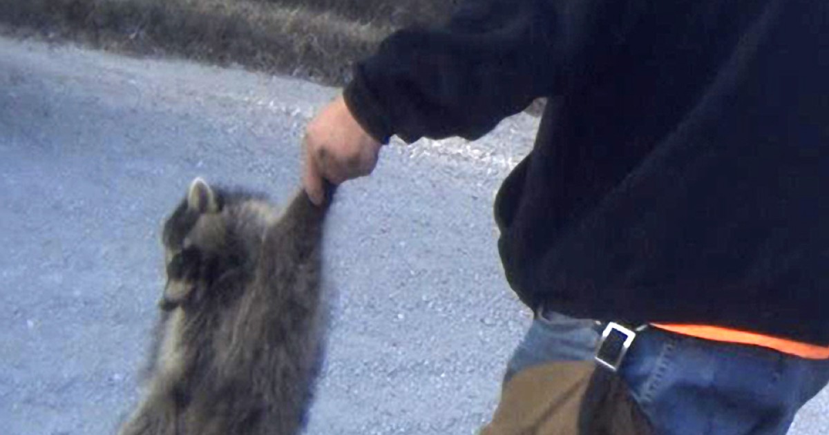 In a win for animals, cruel raccoon bounty bill fails in Iowa | Humane ...