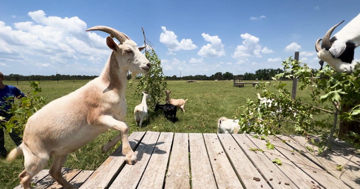 Animals at our sanctuary are enjoying their own Summer Games | Humane ...