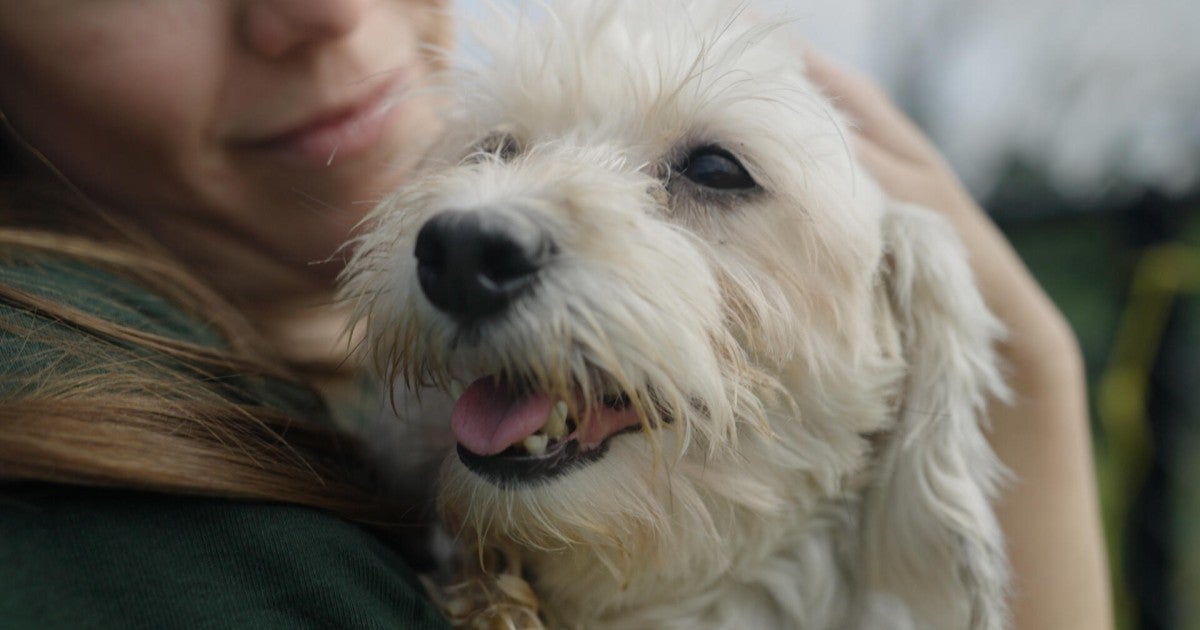 Victory for dogs and cats: 500 US localities have passed humane pet store laws Victory for dogs and cats: 500 US localities have passed humane pet store laws