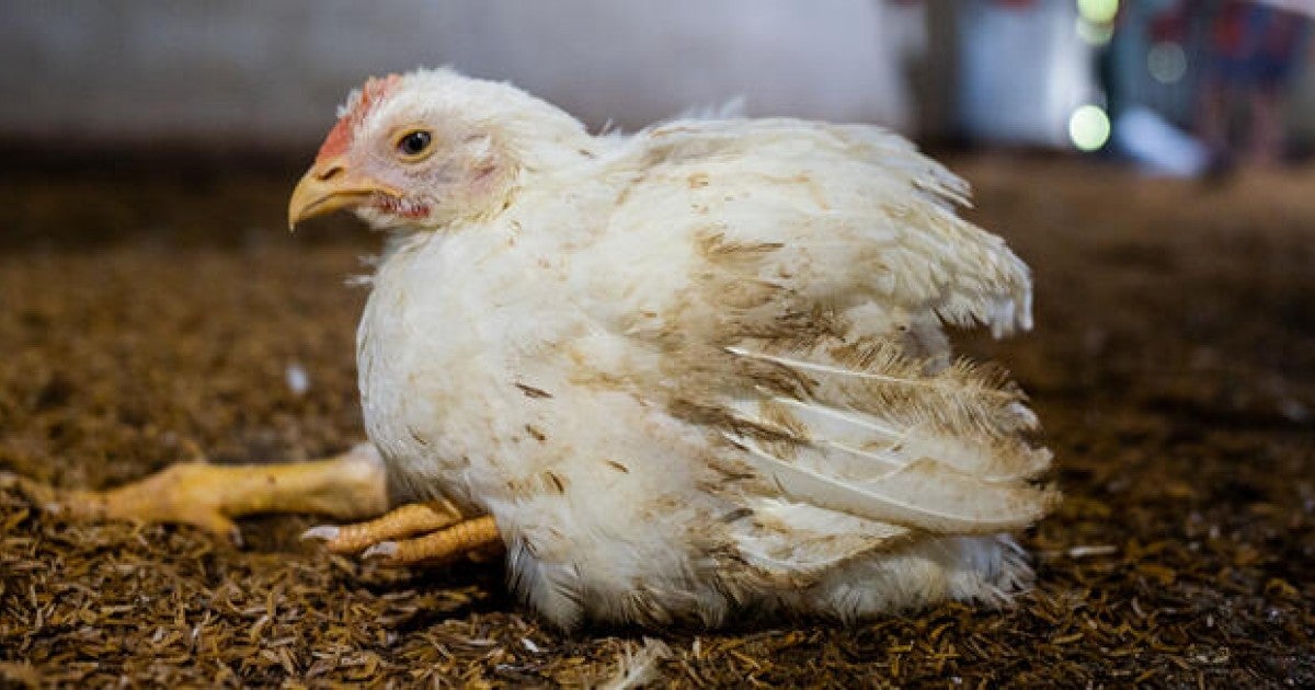 Breaking: Fast growing frankenchickens to be phased out under G A P