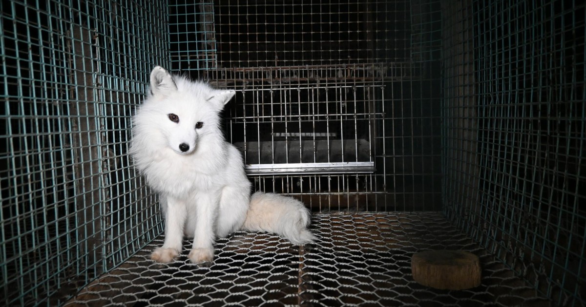 fox-fur-farm_H306246.jpg?h=