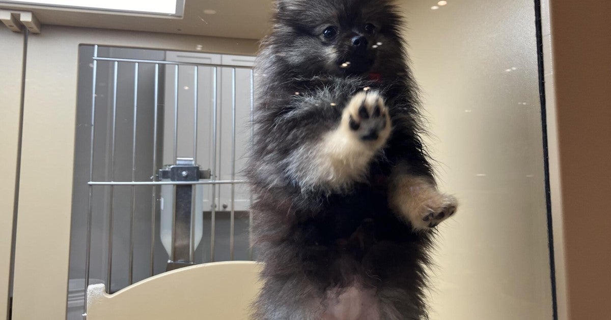 Hidden cameras prove the sad truth about puppies in New Jersey pet(01)