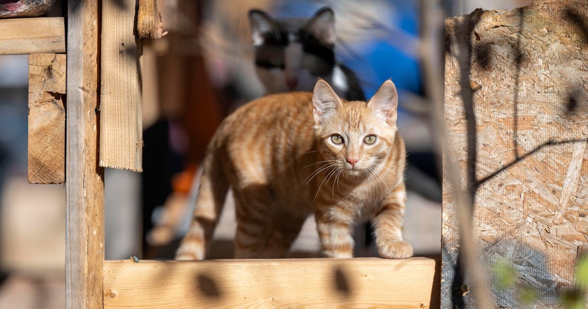 How organizations can help community cats