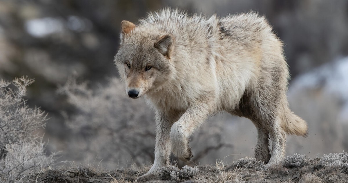 gray-wolf_H291694.jpg?h=