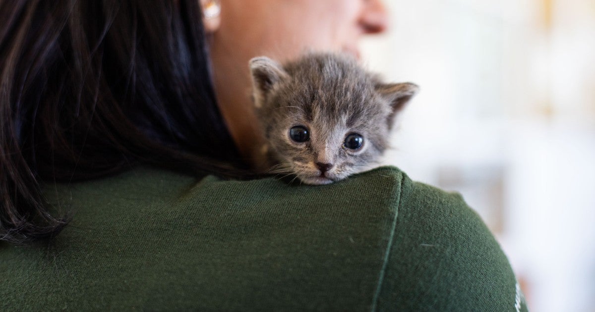kitten on woman's shoulder