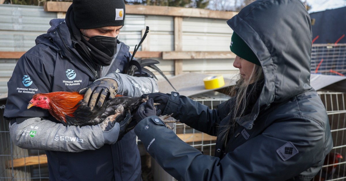 More than 400 roosters and hens removed from alleged cockfighting ...