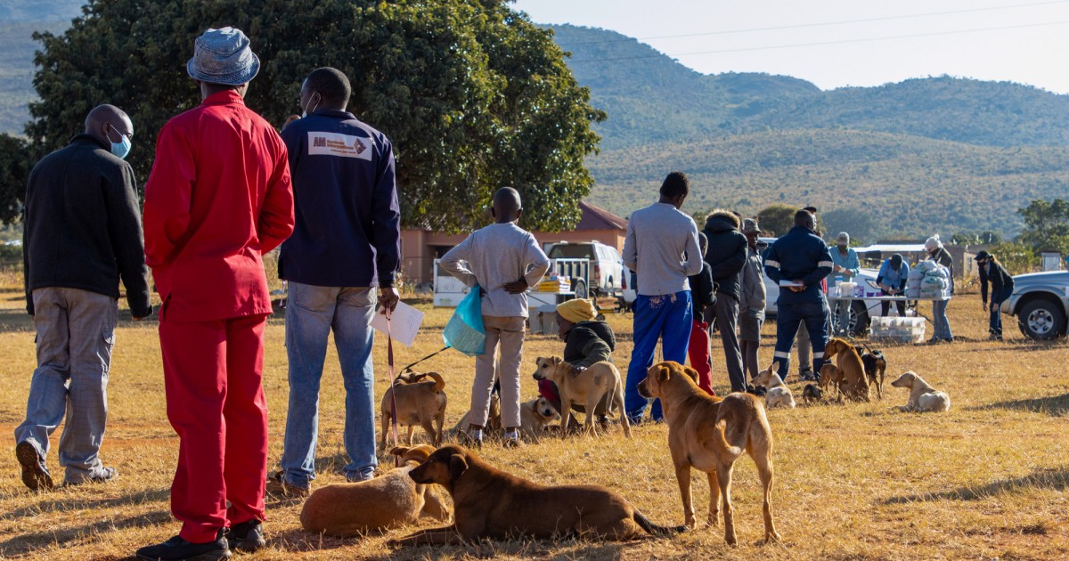 Humane Sa South Africa | Humane World for Animals