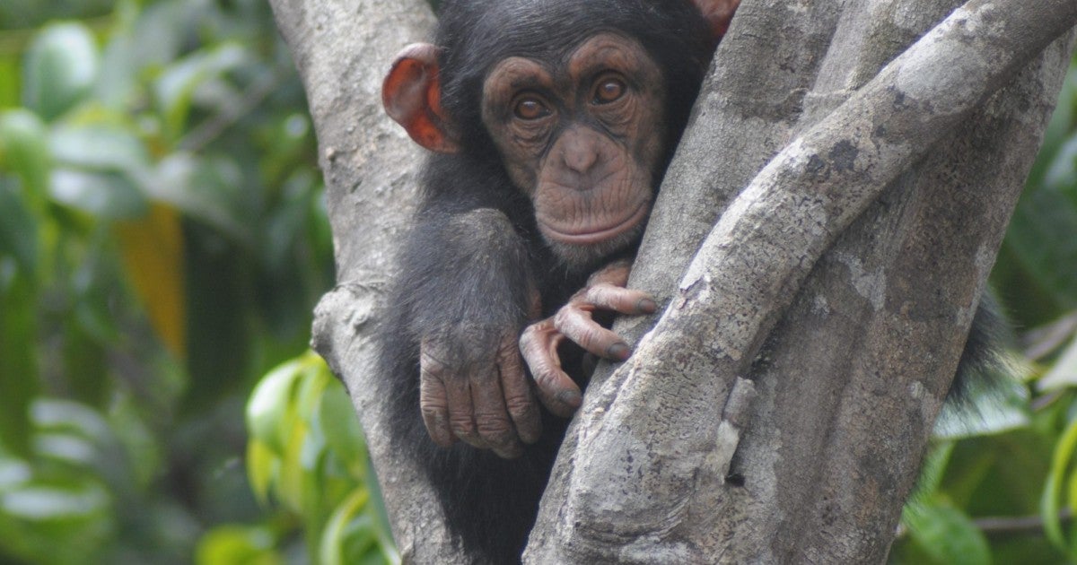 Primate Experts Aid in Liberian Chimp Sanctuary Expansion with Laboratory Relocation Effort