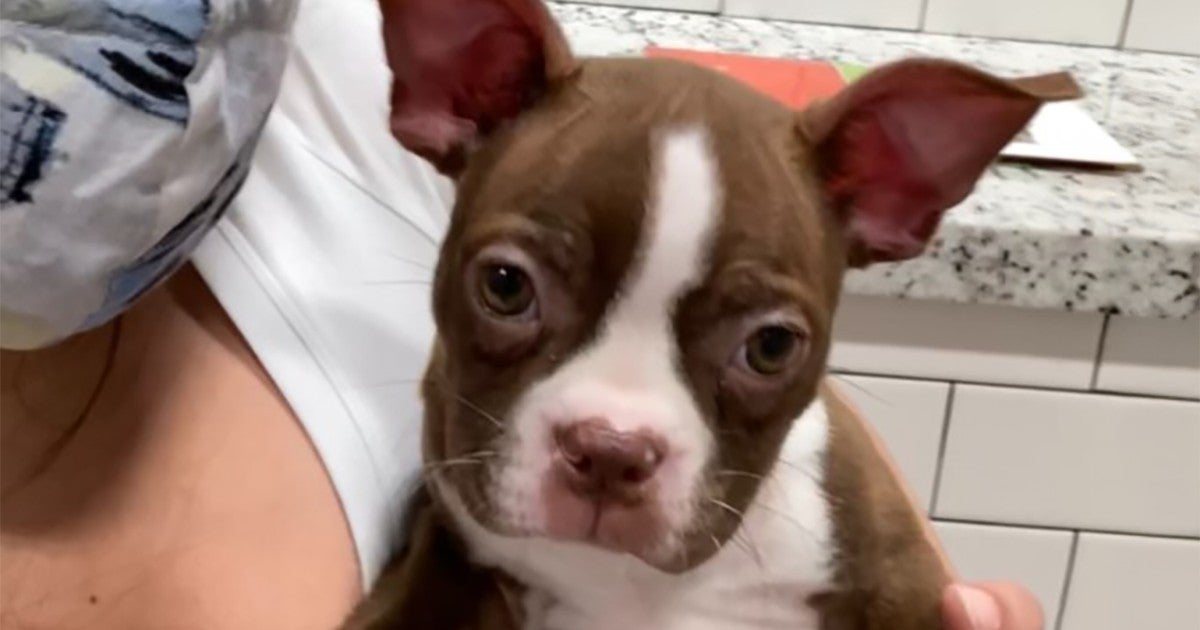 Families that bought sick puppies from Texas Petland settle lawsuit