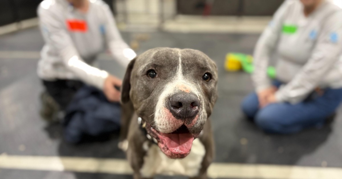 Volunteer for Animal Rescue | Humane World’s Rescue Team | Humane World ...