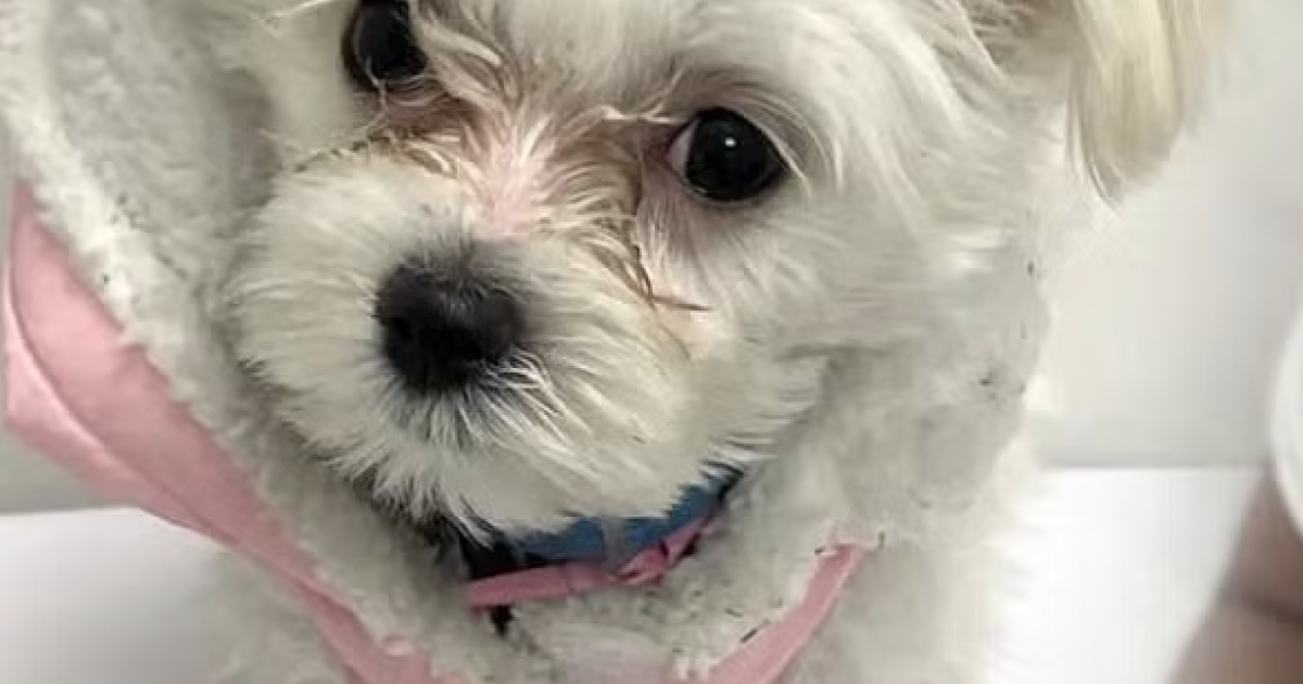 Closed: Petland store that sold terribly sick puppy for thousands of dollars