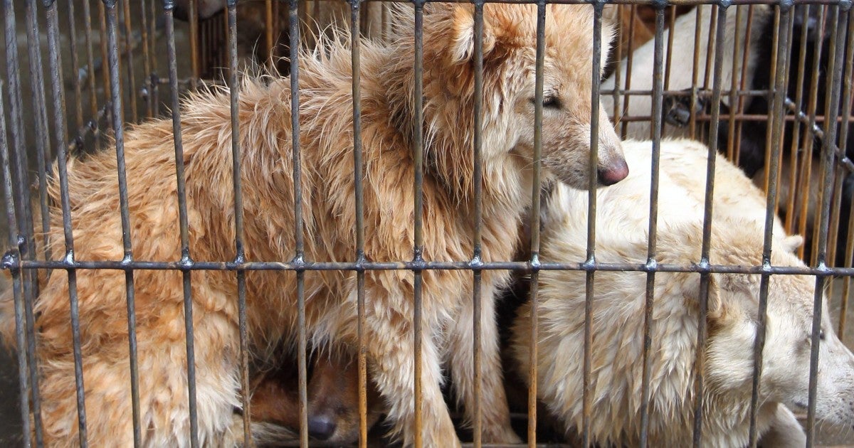 Ending China’s dog and cat meat trades