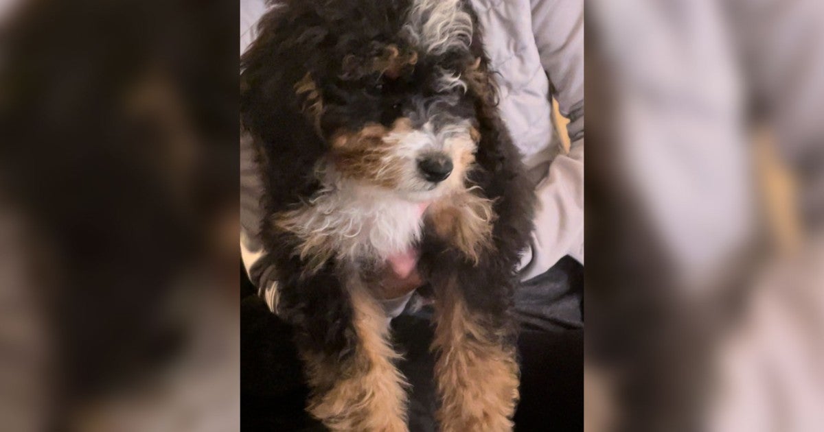 Dad and his kids get sick from Petland puppy, new lawsuit says Dad and his kids get sick from Petland puppy, new lawsuit says