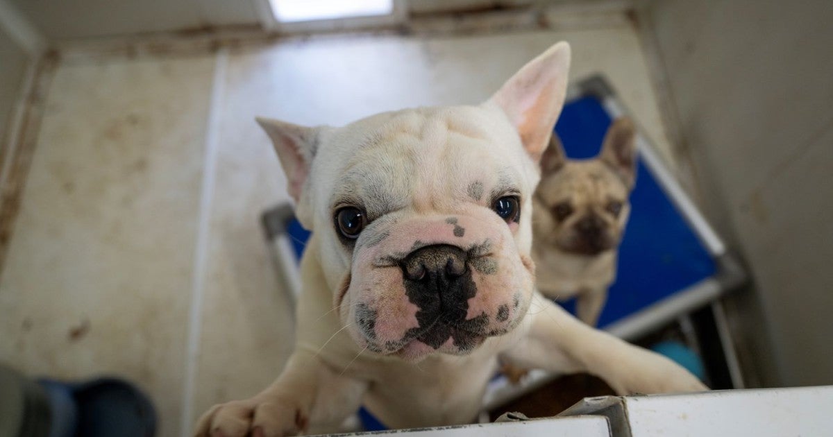 We must dismantle the cruel puppy mill industry from every angle. Here’s how.