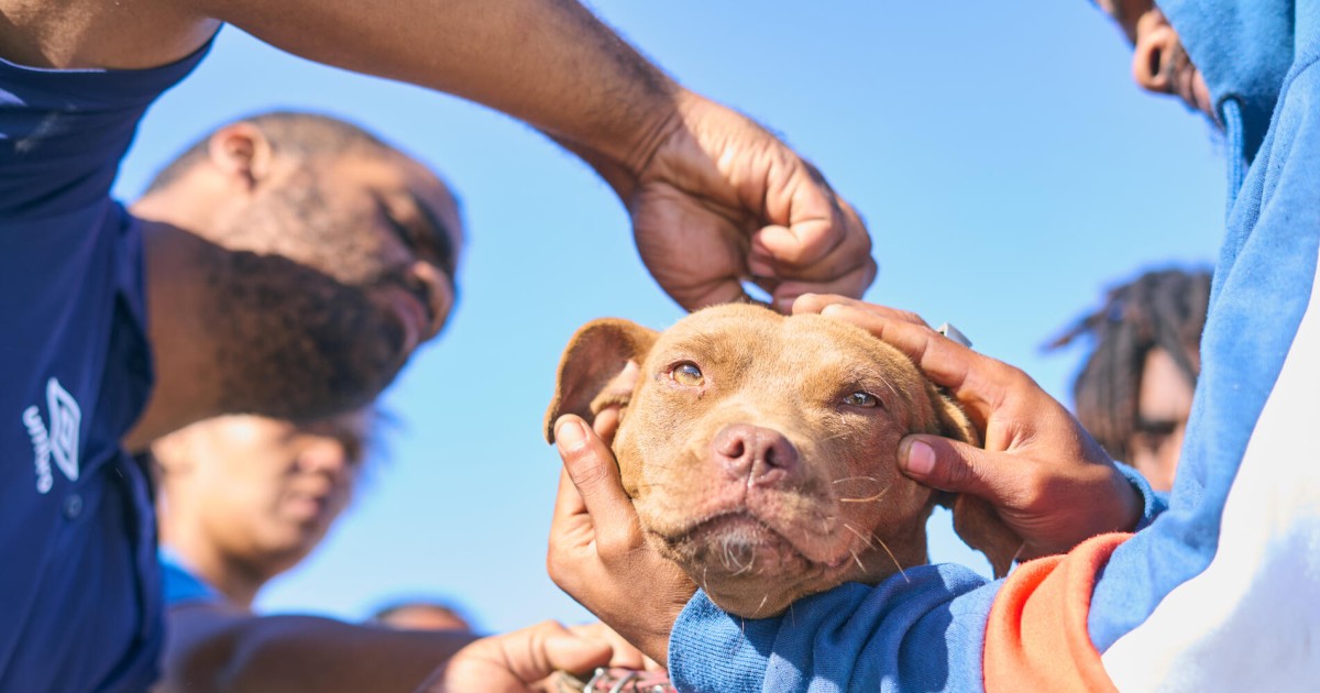 Humane Sa Inspiring program brings care to pets in South Africa | Humane World ...