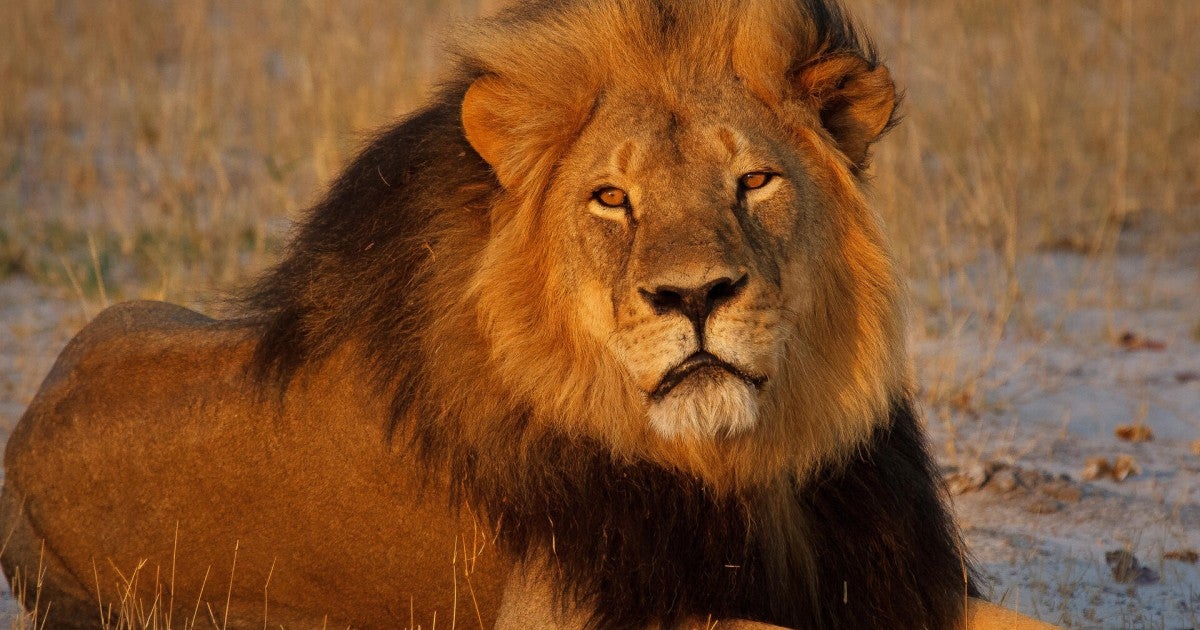 10 years ago, a trophy hunter killed Cecil. Here’s how we’re continuing