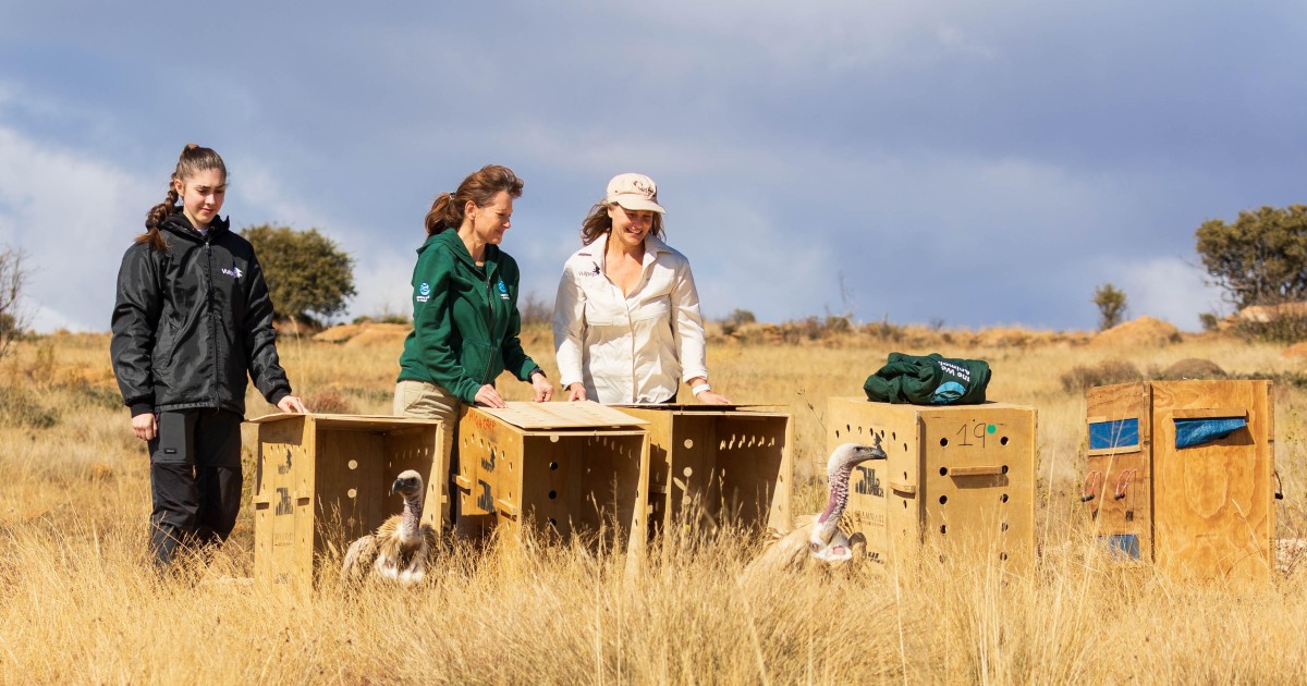 vulpro-humaneworld-