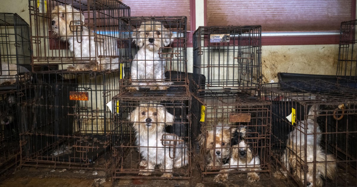 Our team rescues over 100 dogs from breeder affiliated with American ...