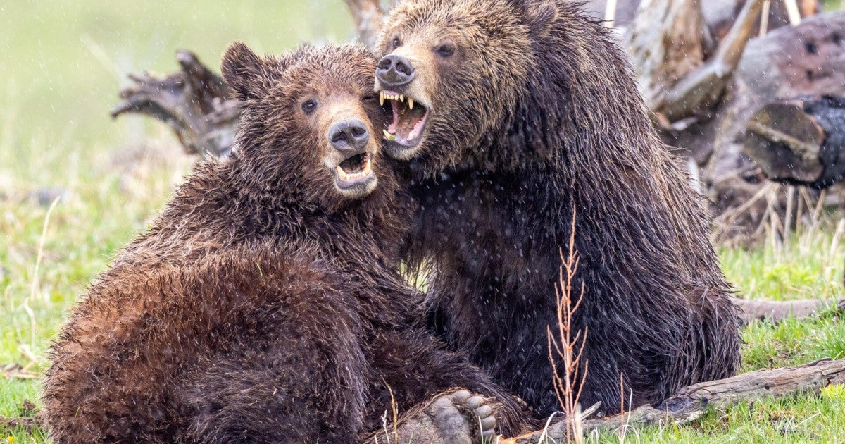 Americans love grizzly bears—so why do elected officials keep failing to protect them? – Humane World for Animals