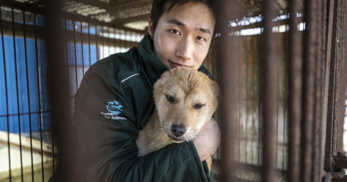 How South Korea finally achieved a ban on the dog meat industry