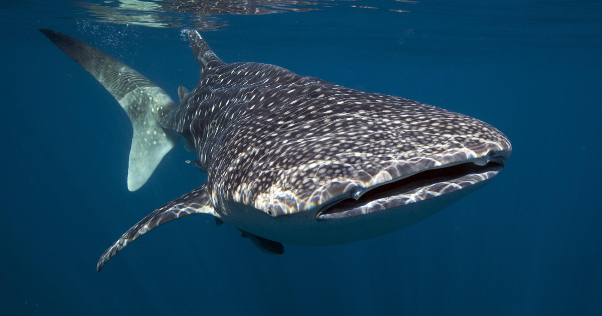 70 Shark and Ray Species Gain Global Protections at CITES