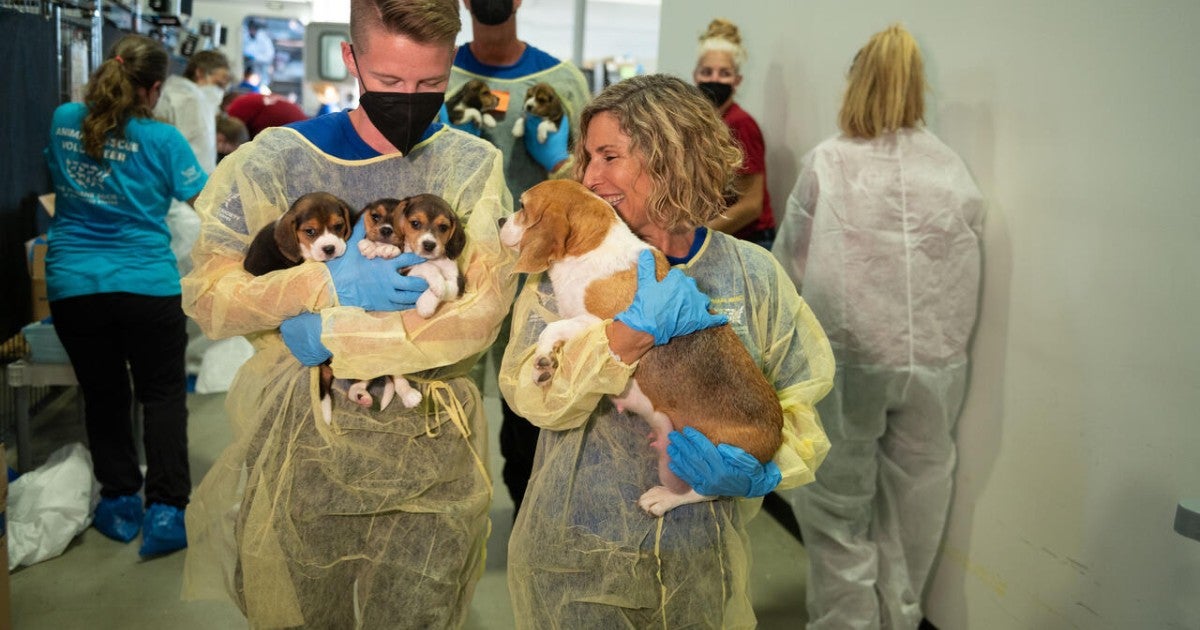 Ending animal cruelty and creating permanent change: Behind-the-scenes ...