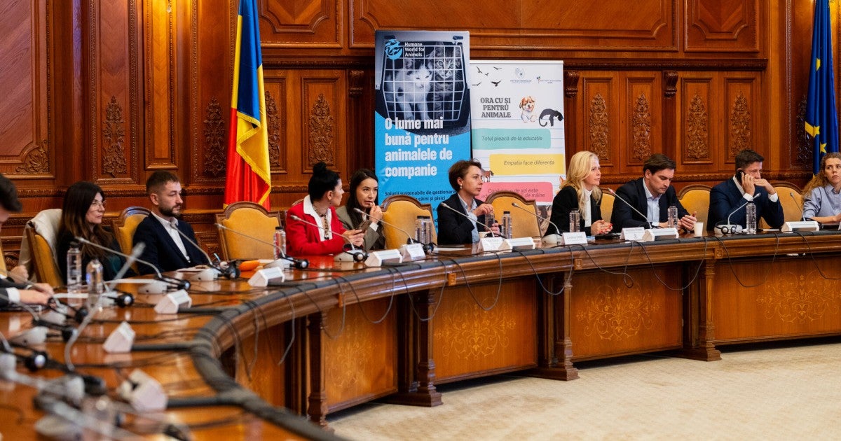 Humane World for Animals organizează a doua masă rotundă națională despre gestionarea umană a câinilor în România.
