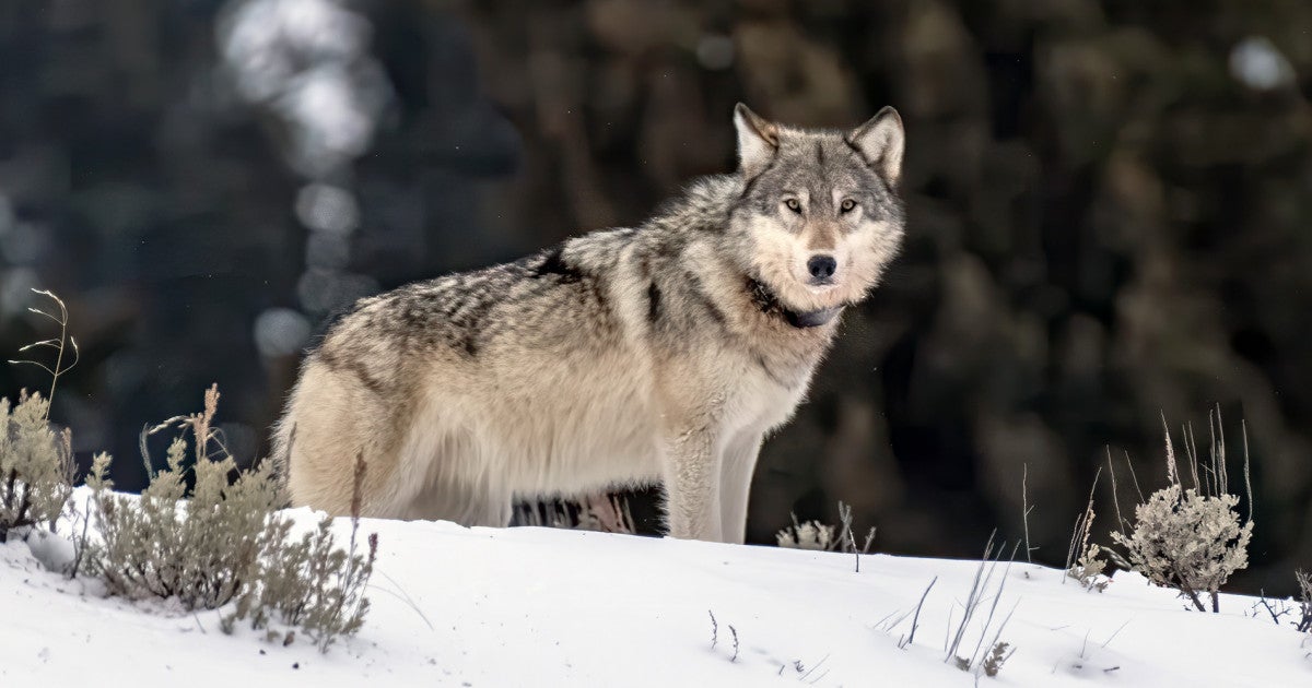 The Endangered Species Act under fire again: What’s at stake