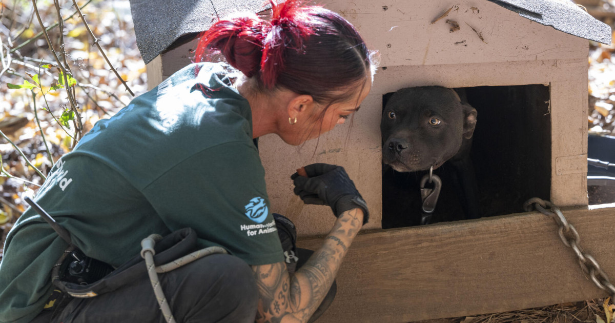 Google Animal Rescue The ongoing cost of animal rescue and rehabilitation | Humane World for ...