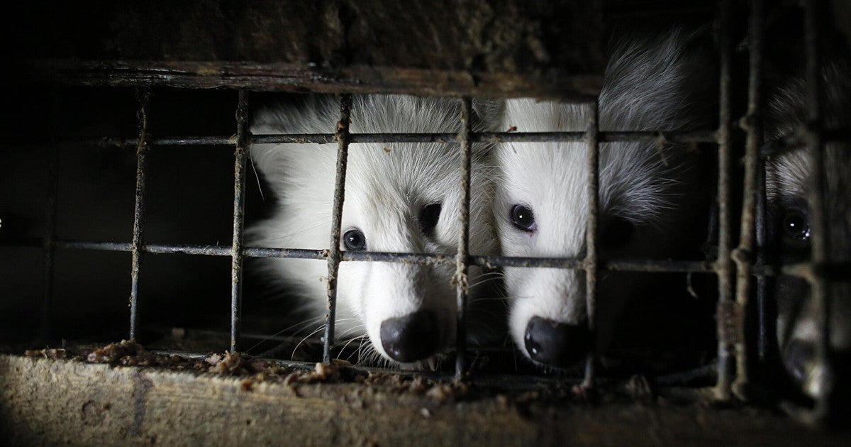 Poland’s president signs fur farming ban into law | Humane World for ...