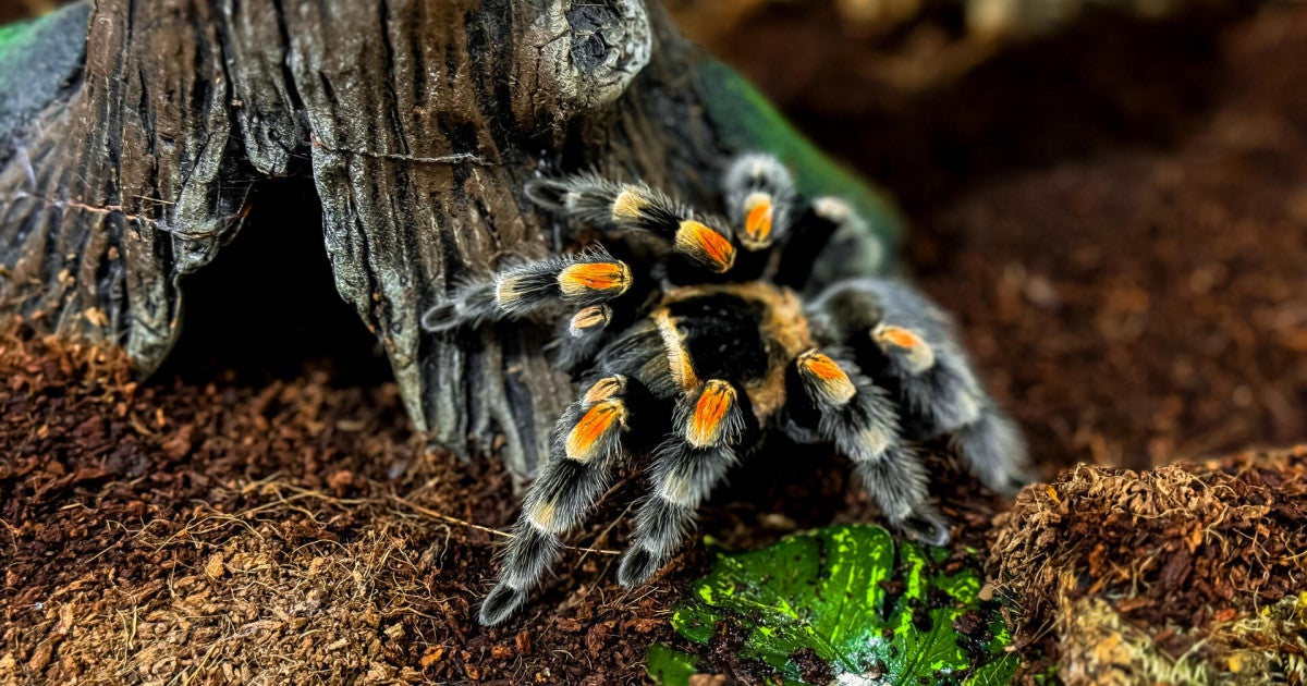 Exploitative pet trade in Chilean rose tarantulas to become harder
