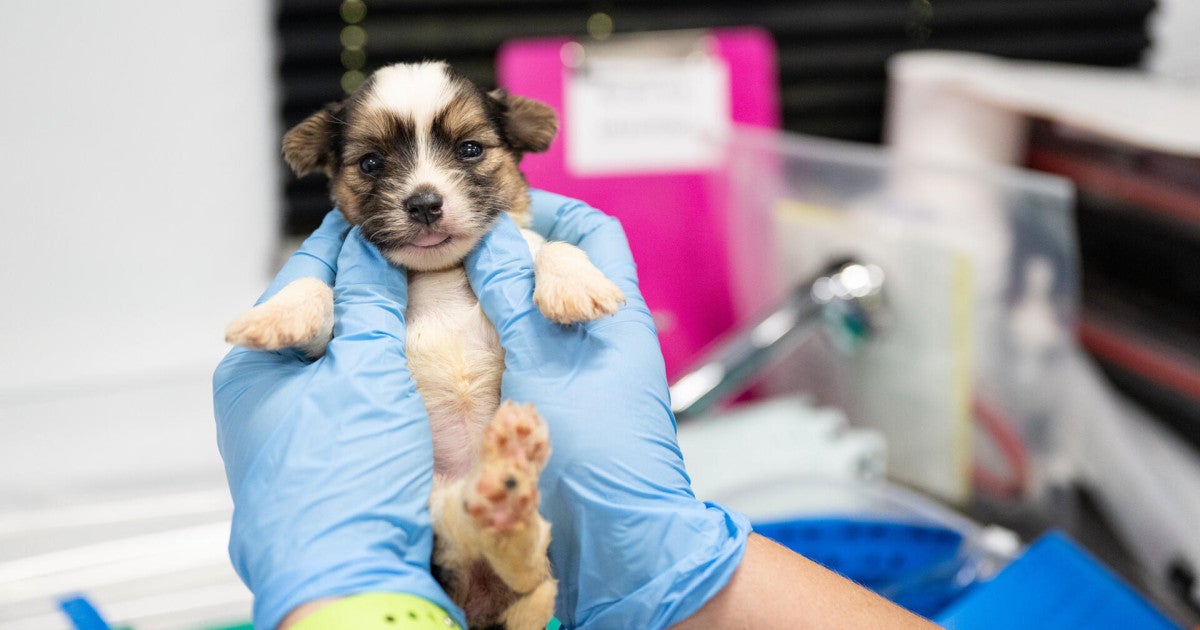 Our top 10 wins for dogs against cruel puppy mills this year