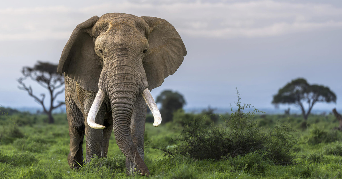 Over half of international tourists would question visiting South Africa if elephant culling is reinstated, new survey finds