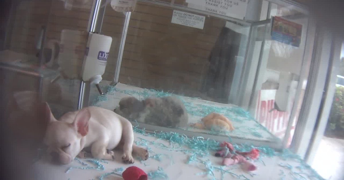 Sick pets sold in Florida pet shops cost over  million per year, new study shows
