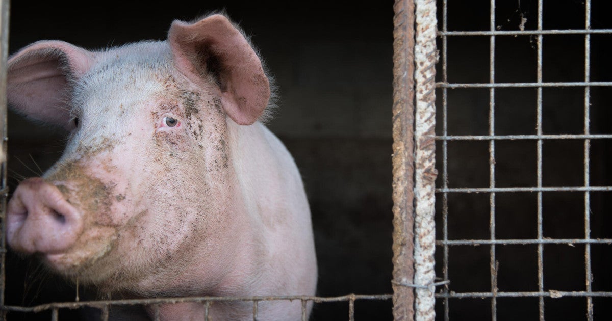 As Big Ag keeps on squealing, Proposition 12 and other animal welfare laws take root