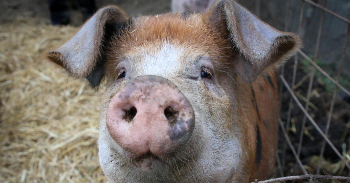 イタリア、新たなケージフリー基金で家畜対策に前進