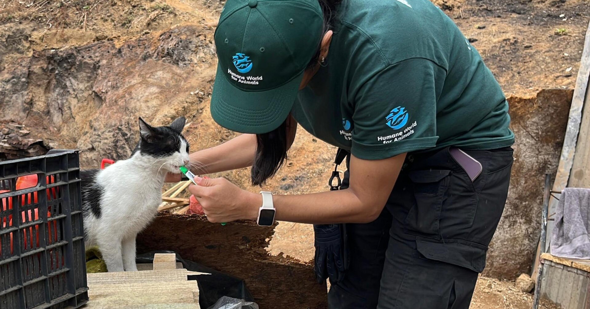 Animals receive care after deadly fires in southern Chile | Humane ...
