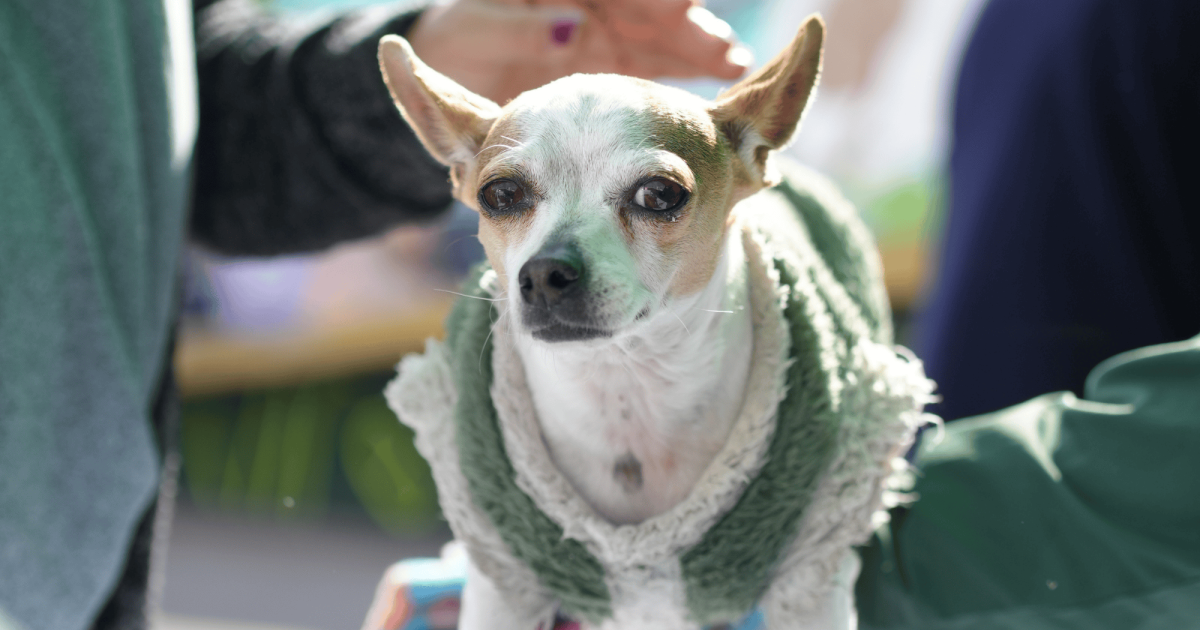 Humane Sa Humane World for Animals renews its companion animal program initiative ...
