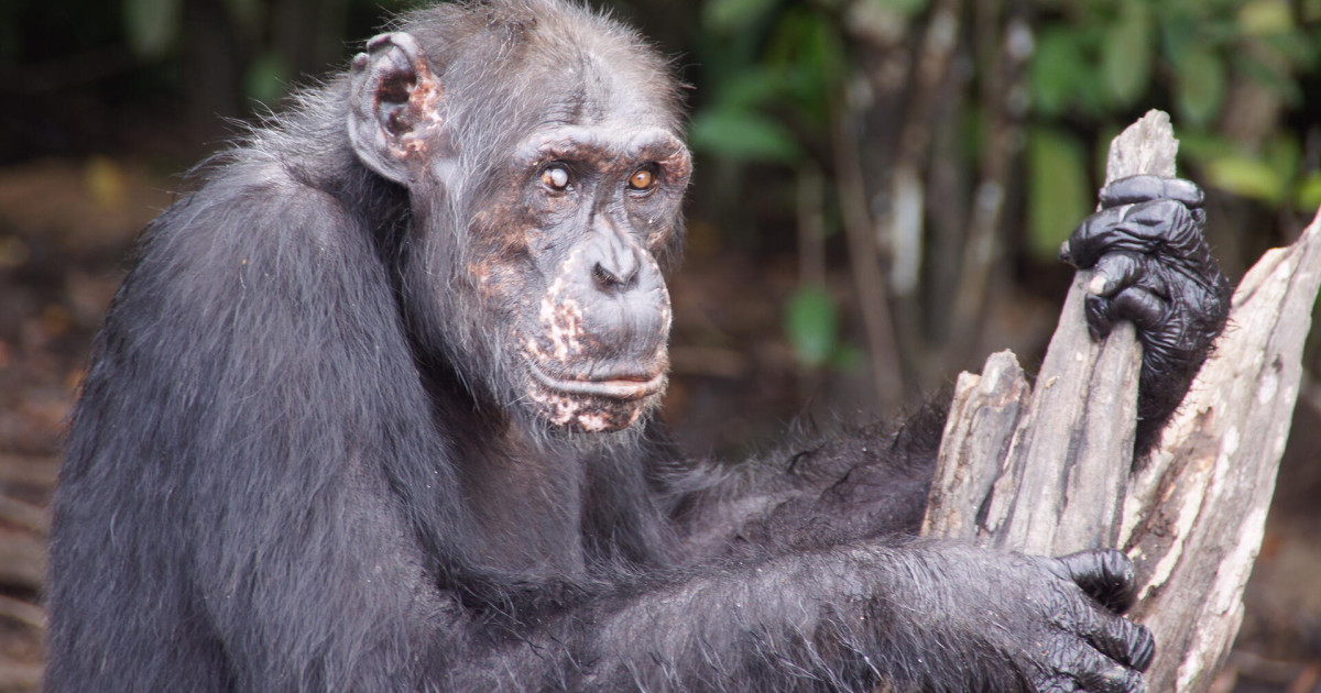Second Chance Chimpanzee Refuge Liberia celebrates 11-year anniversary of caring for former laboratory chimps