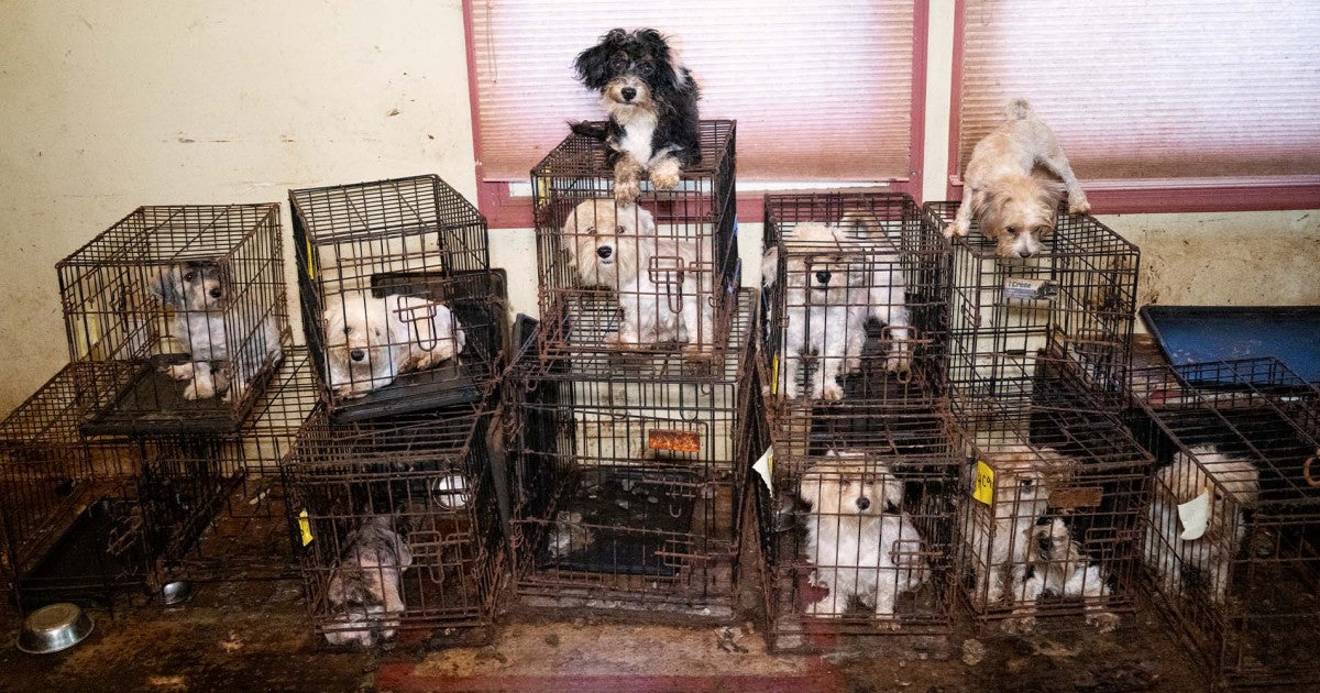 Rescue reveals hidden horrors in the home of Maryland dog breeder
