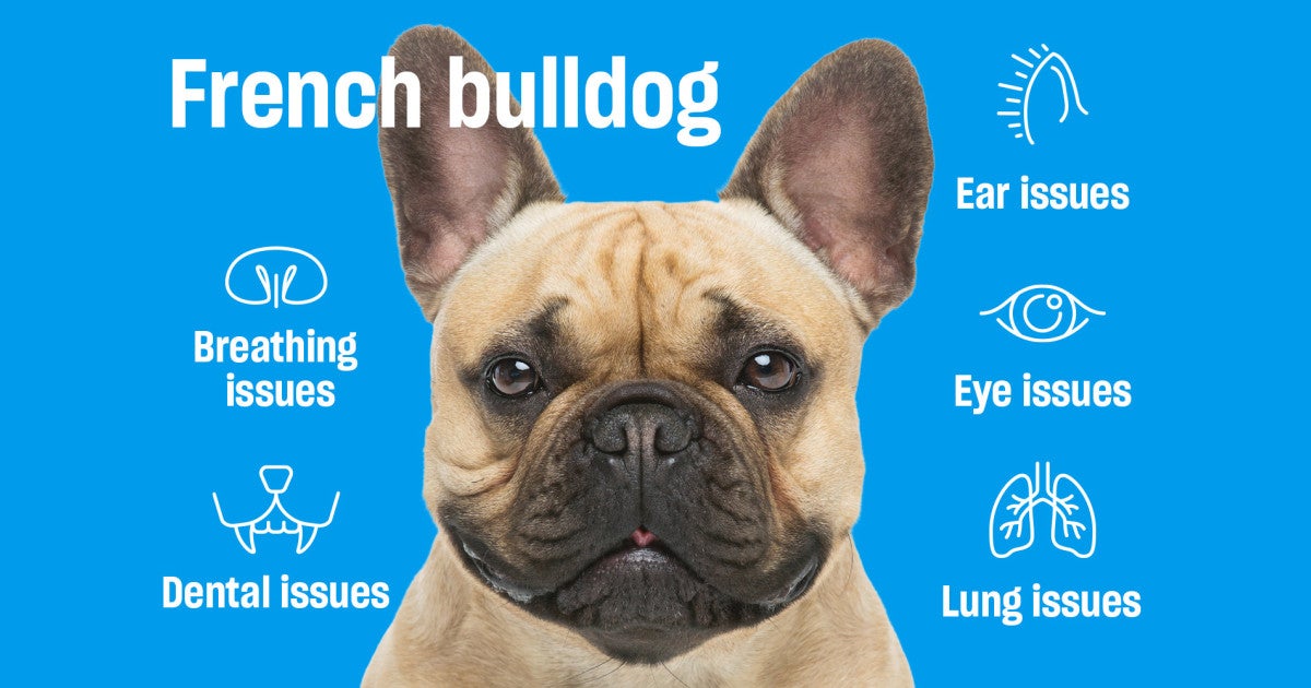 Popular dog breeds suffer serious health issues linked to appearance