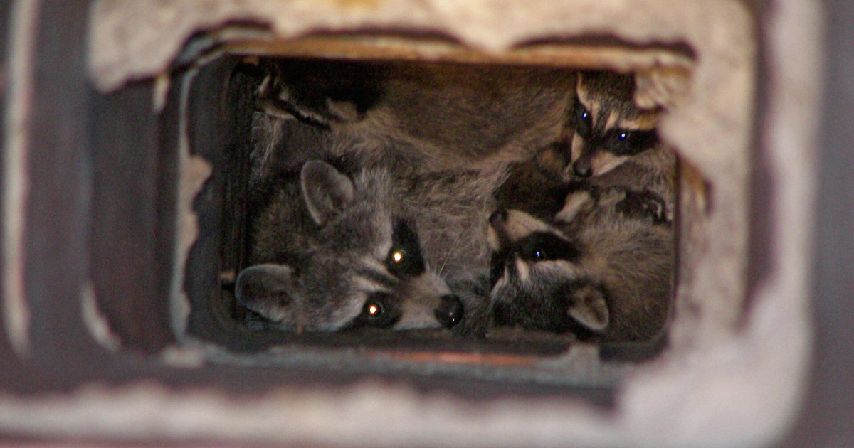 Wild Animal Nesting Season: Attics & Home Concerns