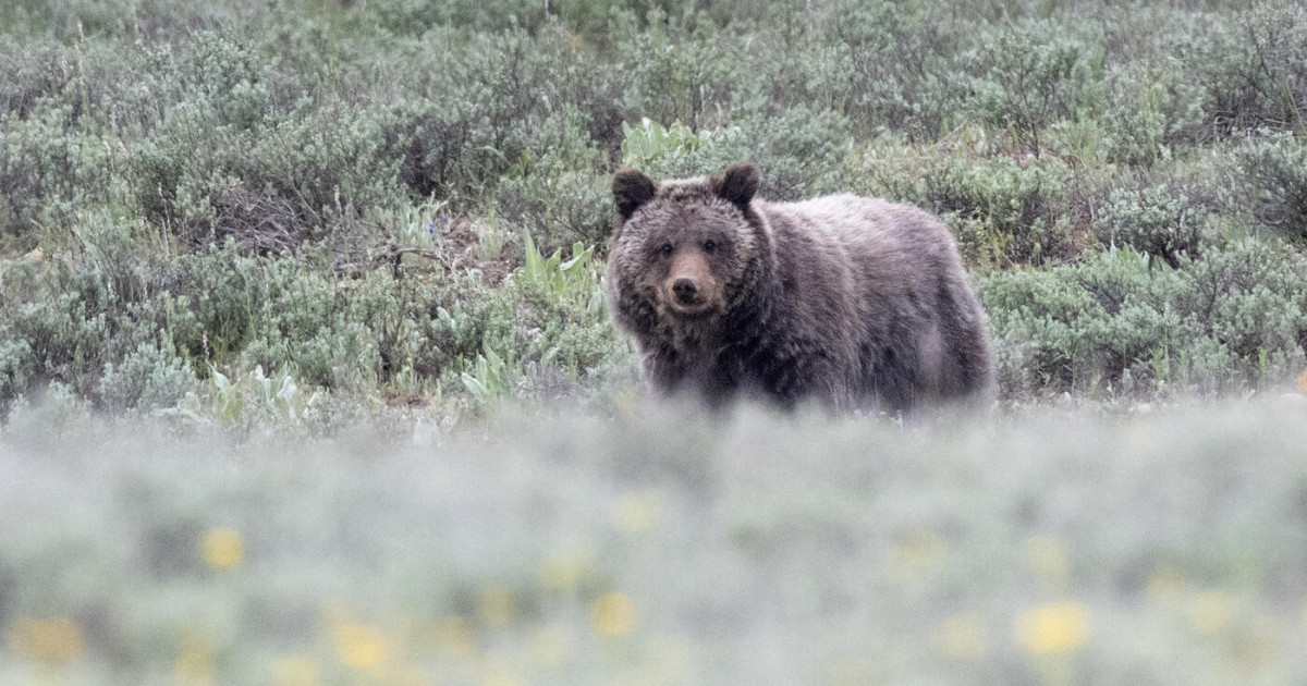 Miracle survived the winter alone. But will the Endangered Species Act protect this grizzly cub? | Humane World for Animals