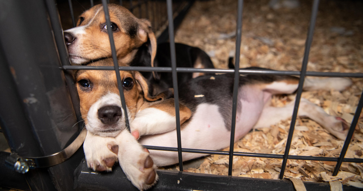 Ontario bans invasive medical research on dogs and cats | Humane World ...