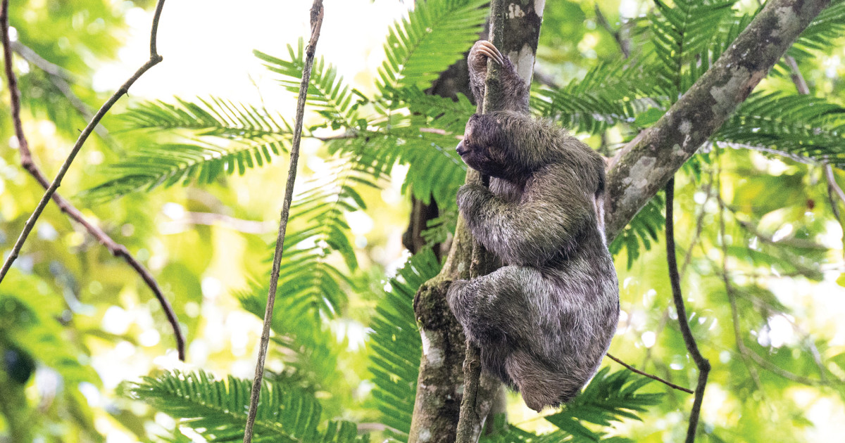 Sloths for sale