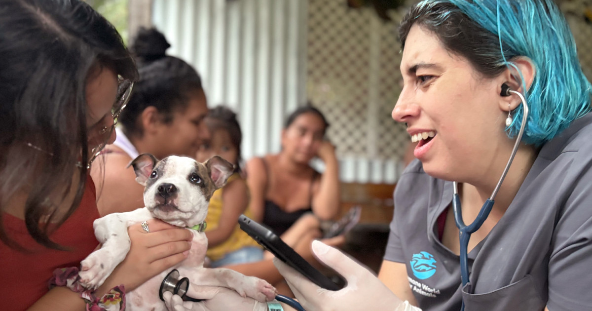 On the ground in Costa Rica: Pet and wildlife coexistence